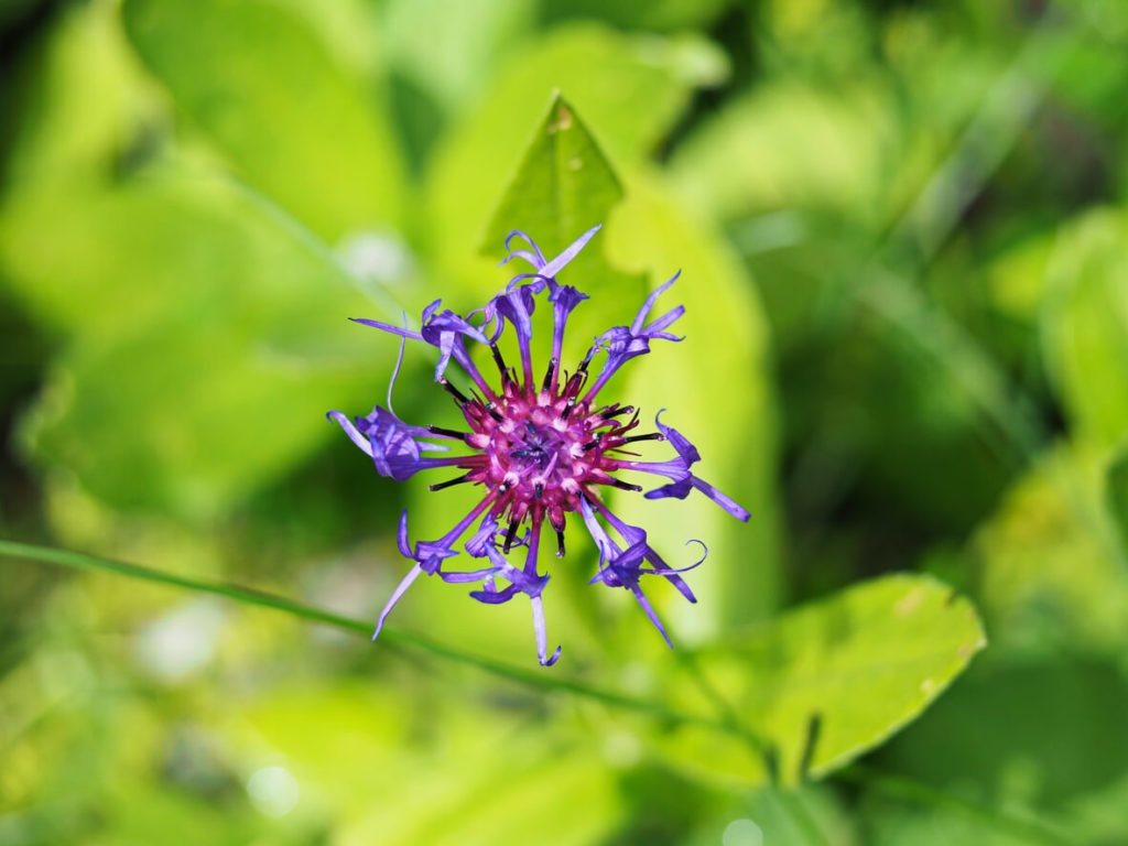 Devil's claw for inflammation