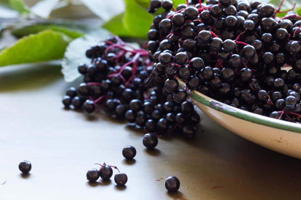 Elderberry for immunity